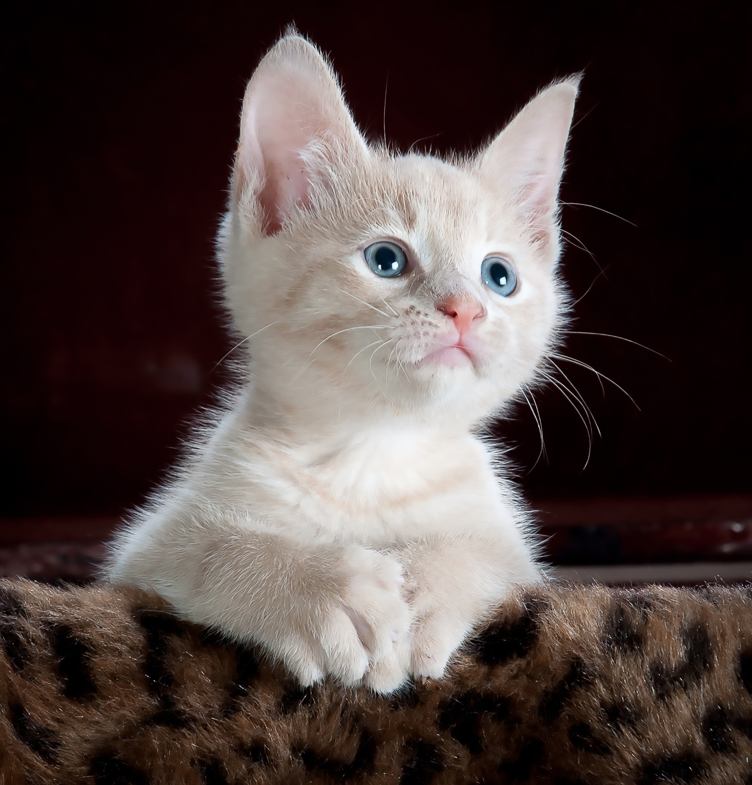 cat-551554